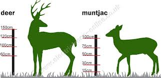 deer whitetail height average tailed weigh feet